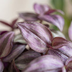 Tradescantia Purple Joy – Ø 6 cm, 5 cm hoch