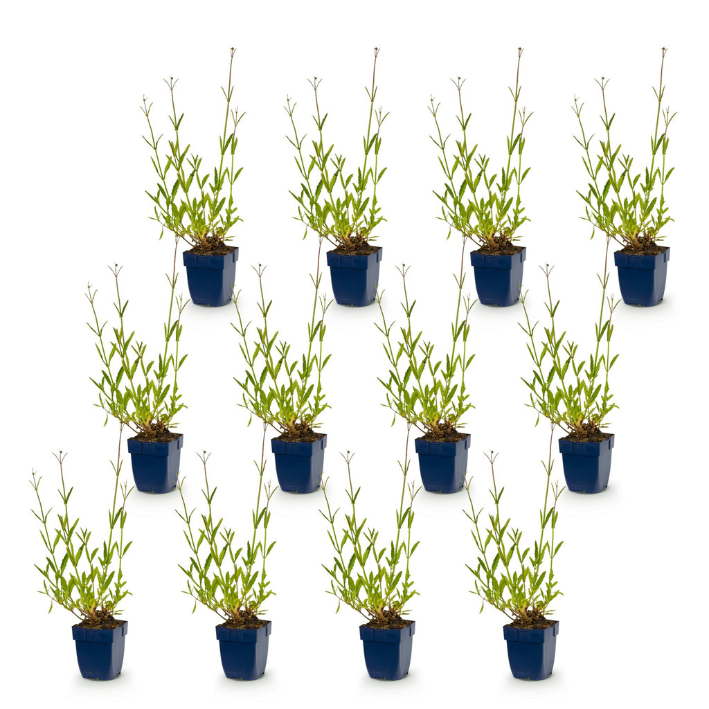 Verbena bonariensis (verveine de Buenos Aires) – violet – 12 plantes, Ø11 cm, 15–25 cm de haut – photo 2