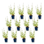 Verbena bonariensis (verveine de Buenos Aires) – violet – 12 plantes, Ø11 cm, 15–25 cm de haut