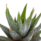 15× Cactus en vetplanten mix (Cactaceae) in witte pot – Ø7 cm, 13 cm hoog