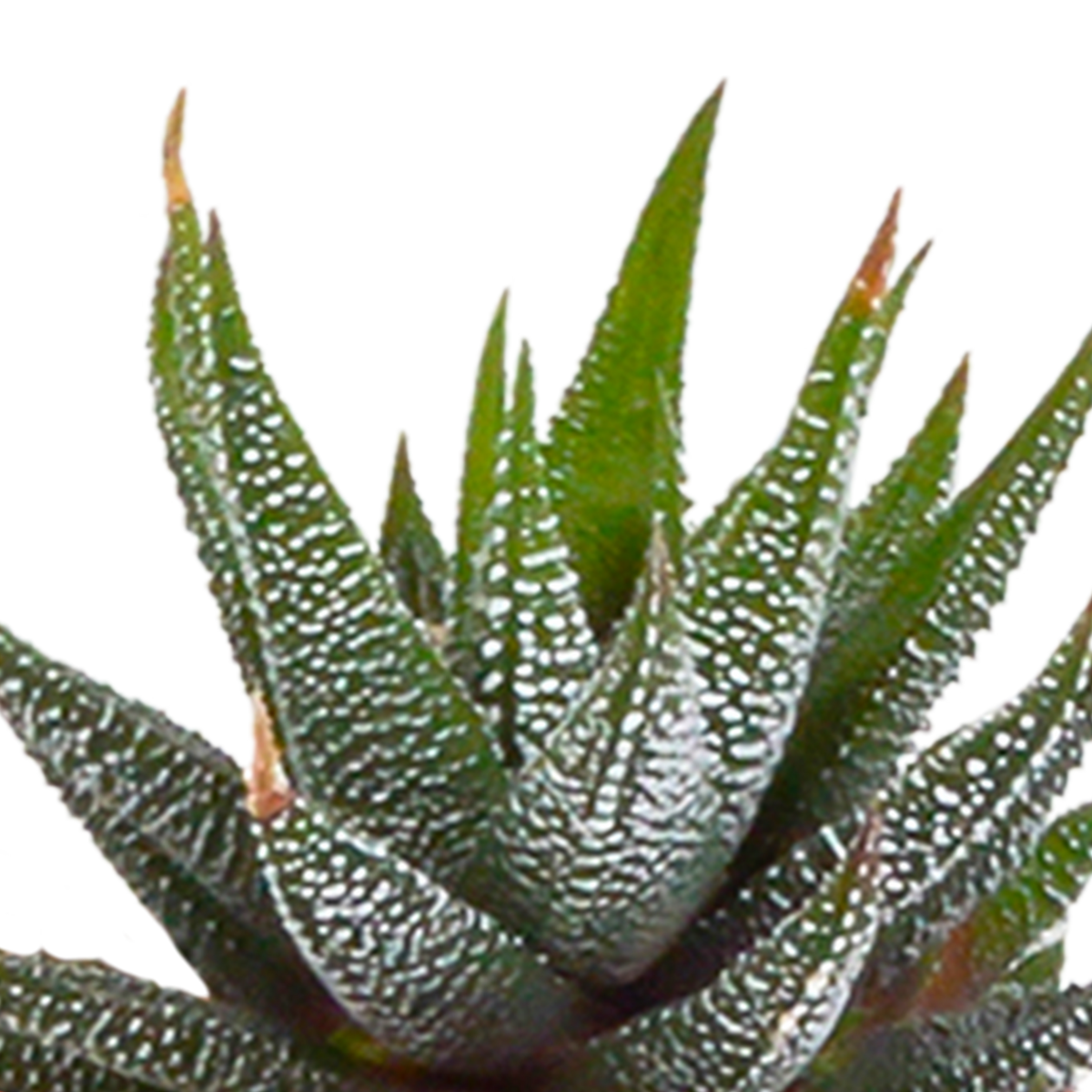 15× Cactus en vetplanten mix (Cactaceae) in witte pot – Ø7 cm, 13 cm hoog – foto 12