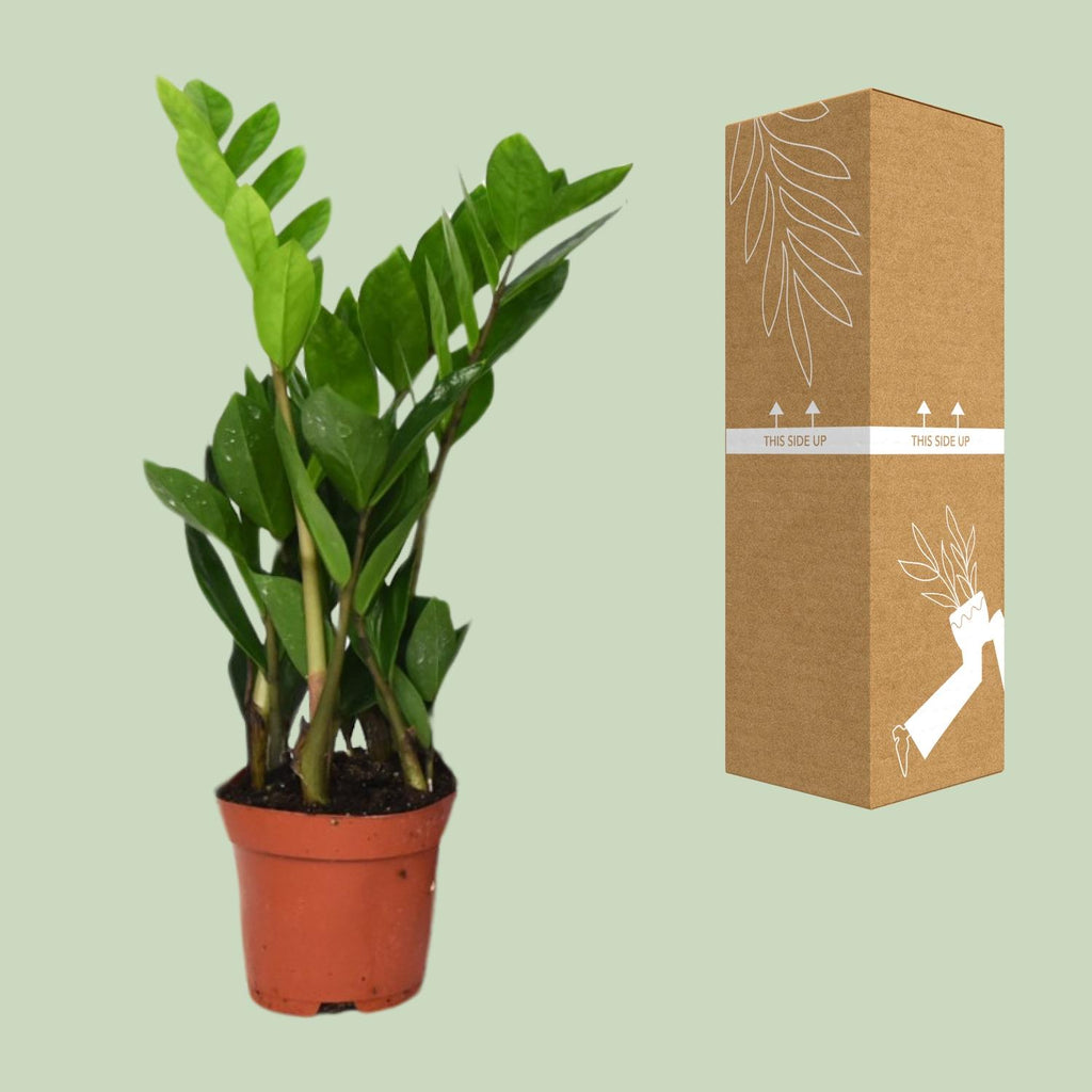 Zamioculcas zamiifolia (Glücksfeder) – Ø 12 cm, 40 cm hoch