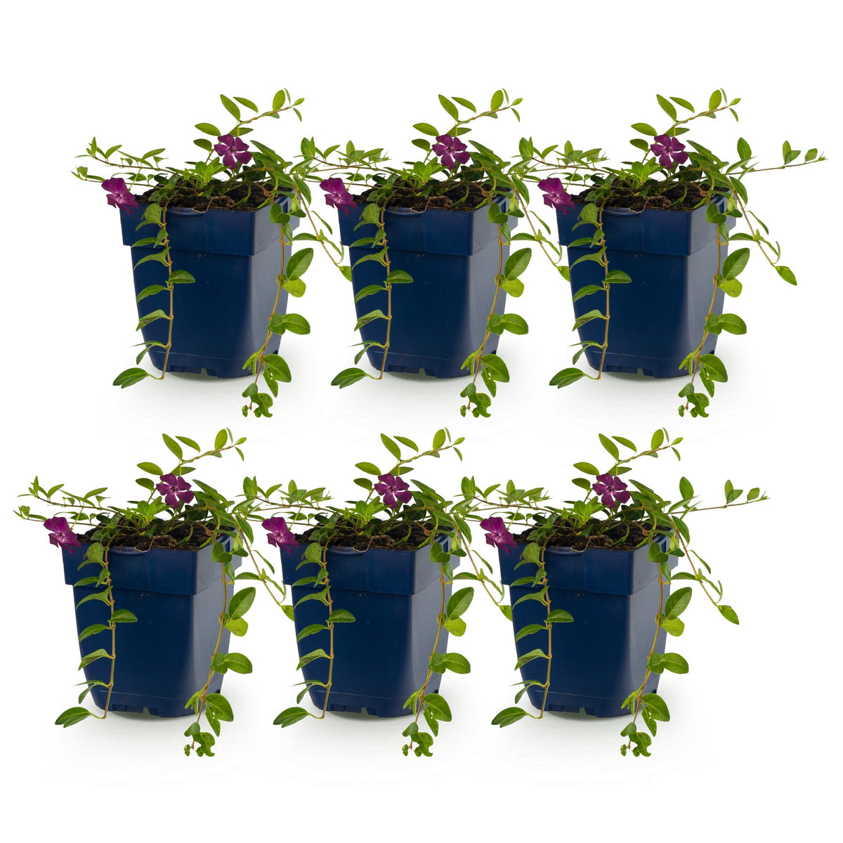 Vinca minor 'Atropurpurea' (maagdenpalm) – paars – 6 planten, Ø11 cm, 15–25 cm hoog – foto 2