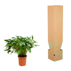 Philodendron Xanadu – Ø 35 cm, 100 cm hoch