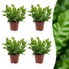 4× Asplenium Crispy Wave (fugleredesbreg) – Ø12 cm, 30 cm høj