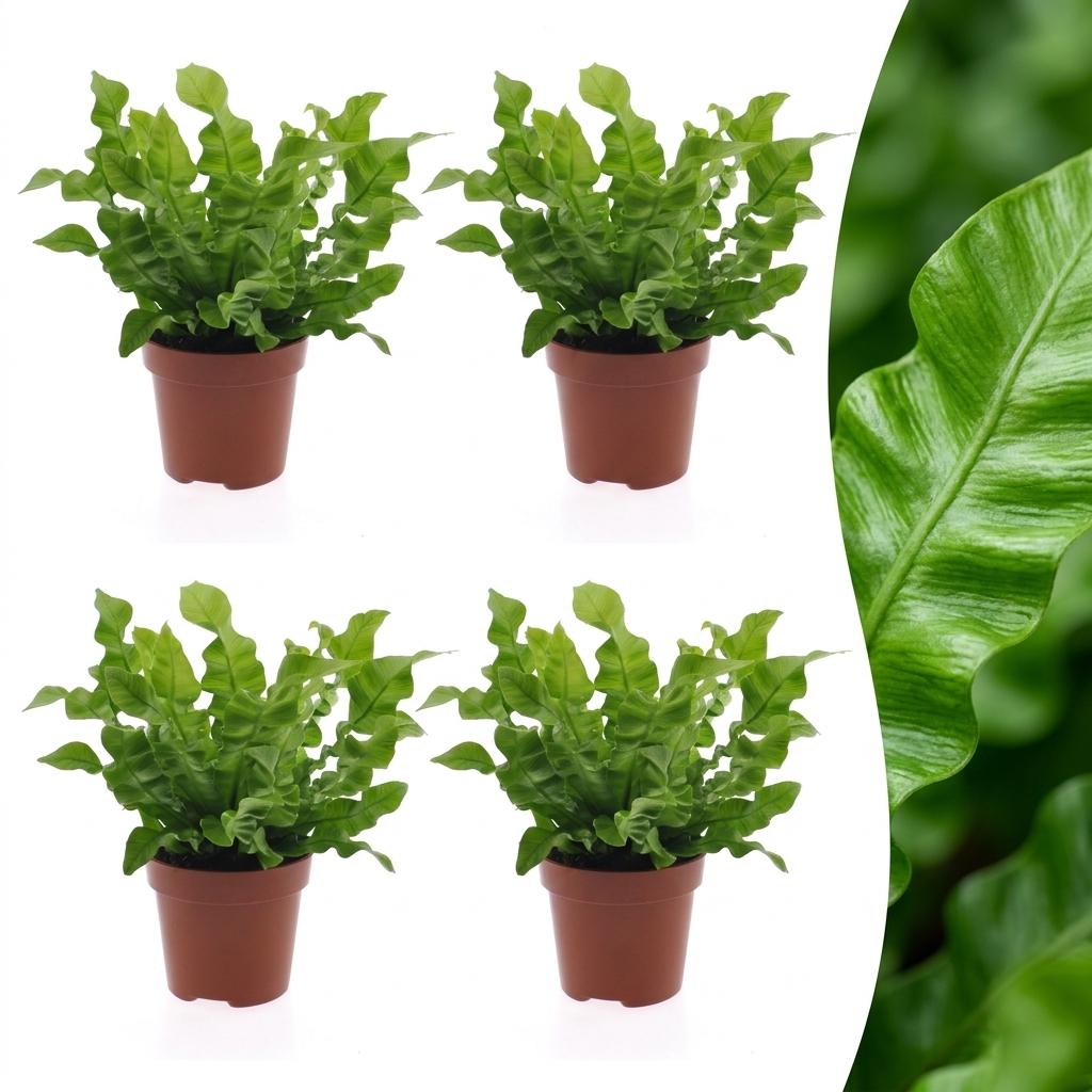 4× Asplenium Crispy Wave (fugleredesbreg) – Ø12 cm, 30 cm høj