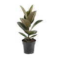 Ficus elastica Robusta (gummitræ) – Ø17 cm, 55 cm høj