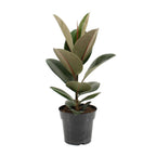 Ficus elastica Robusta (gummitræ) – Ø17 cm, 55 cm høj
