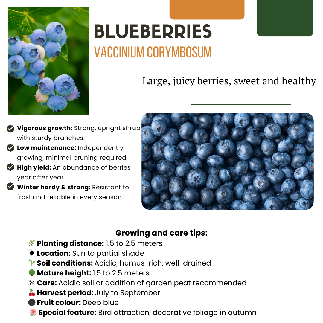 Blauwe bes (Vaccinium corymbosum) biologisch – 6 planten, Ø13 cm, 20 cm hoog