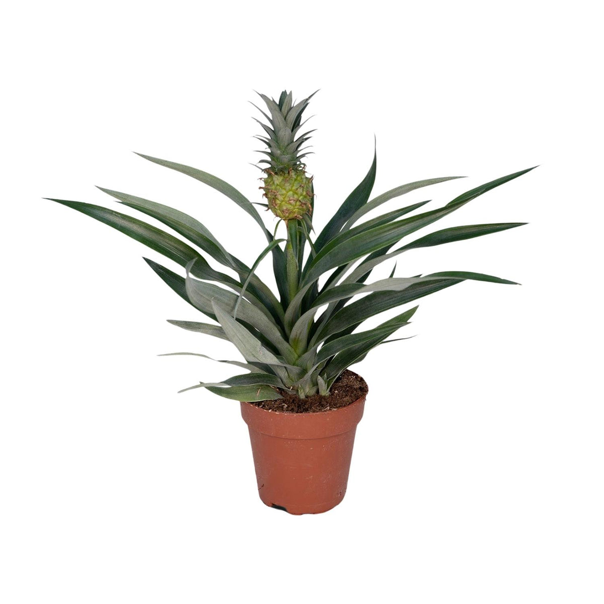 Bromelia Ananas (Ananaspflanze) – Ø 12 cm, 30 cm hoch