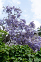 Wisteria sinensis 'Prolific' (Chinese wisteria) – Ø15 cm, 65 cm high