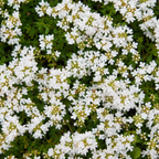 Thymus praecox 'Albiflorus' (thym) – 6 plants, Ø9 cm, 10–25 cm de haut