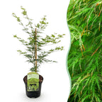 Acer palmatum 'Emerald Lace' (Japanse esdoorn) – Ø19 cm, 70 cm hoog