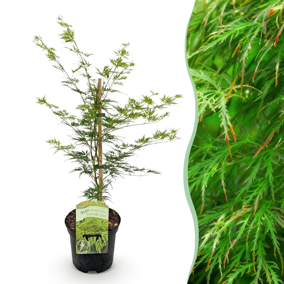 Acer palmatum 'Emerald Lace' (Japanse esdoorn) – Ø19 cm, 70 cm hoog