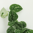 4× Scindapsus pictus – Ø12 cm, 15 cm hoog