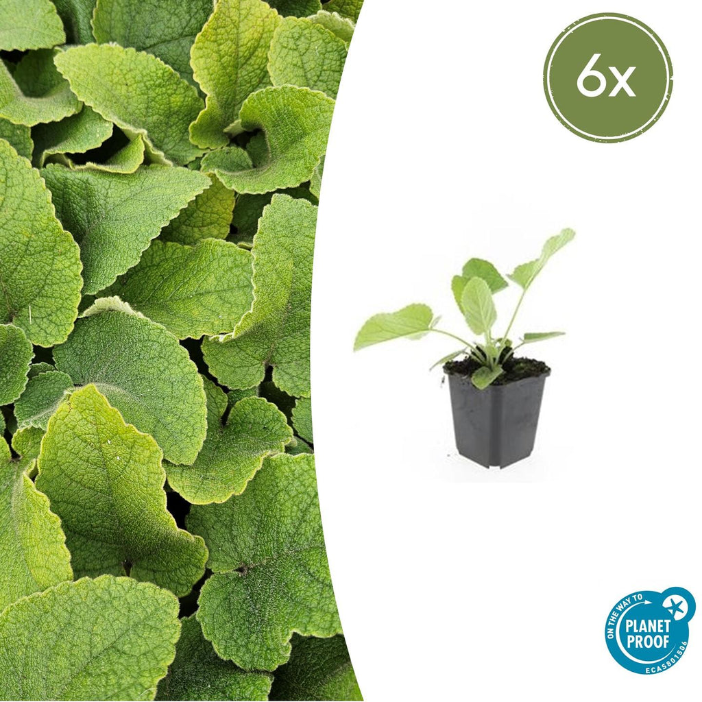 Phlomis russeliana (russisk solhat) – 6 planter, Ø9 cm, 10–25 cm høje – billede 2