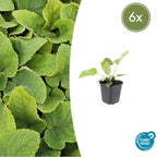 Phlomis russeliana (russisk solhat) – 6 planter, Ø9 cm, 10–25 cm høje