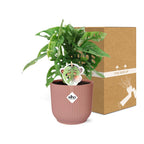 Monstera ‘Monkey Leaf’ in ELHO Vibes Fold 14cm rosa (Fensterblatt) – 30 cm hoch
