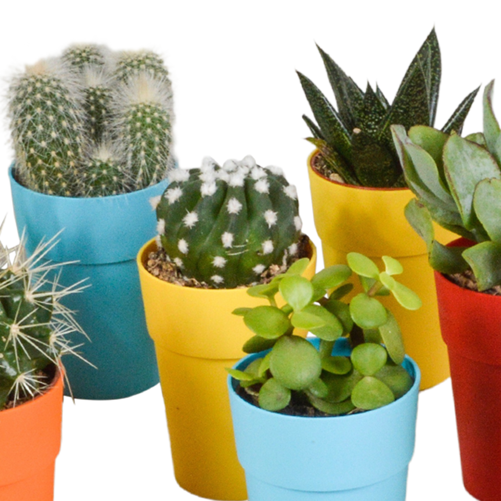 15× Mélange de cactus et plantes grasses (Cactaceae) – Ø6 cm, 13 cm de haut – pot en plastique coloré – photo 14