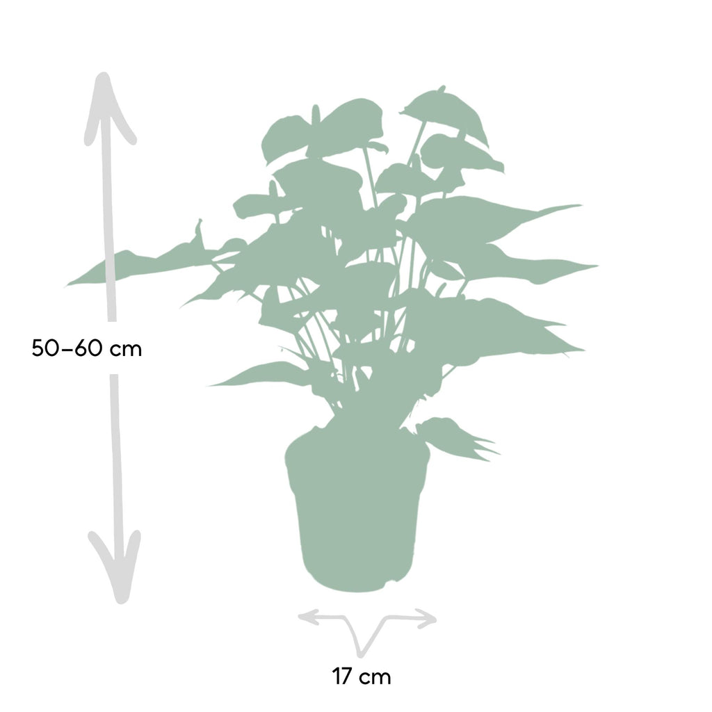Anthurium Red (flamingoplant) – Ø17 cm, 55 cm hoog