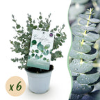 Eukalyptusbaum – 6 Pflanzen, Ø 14 cm, 30 cm hoch