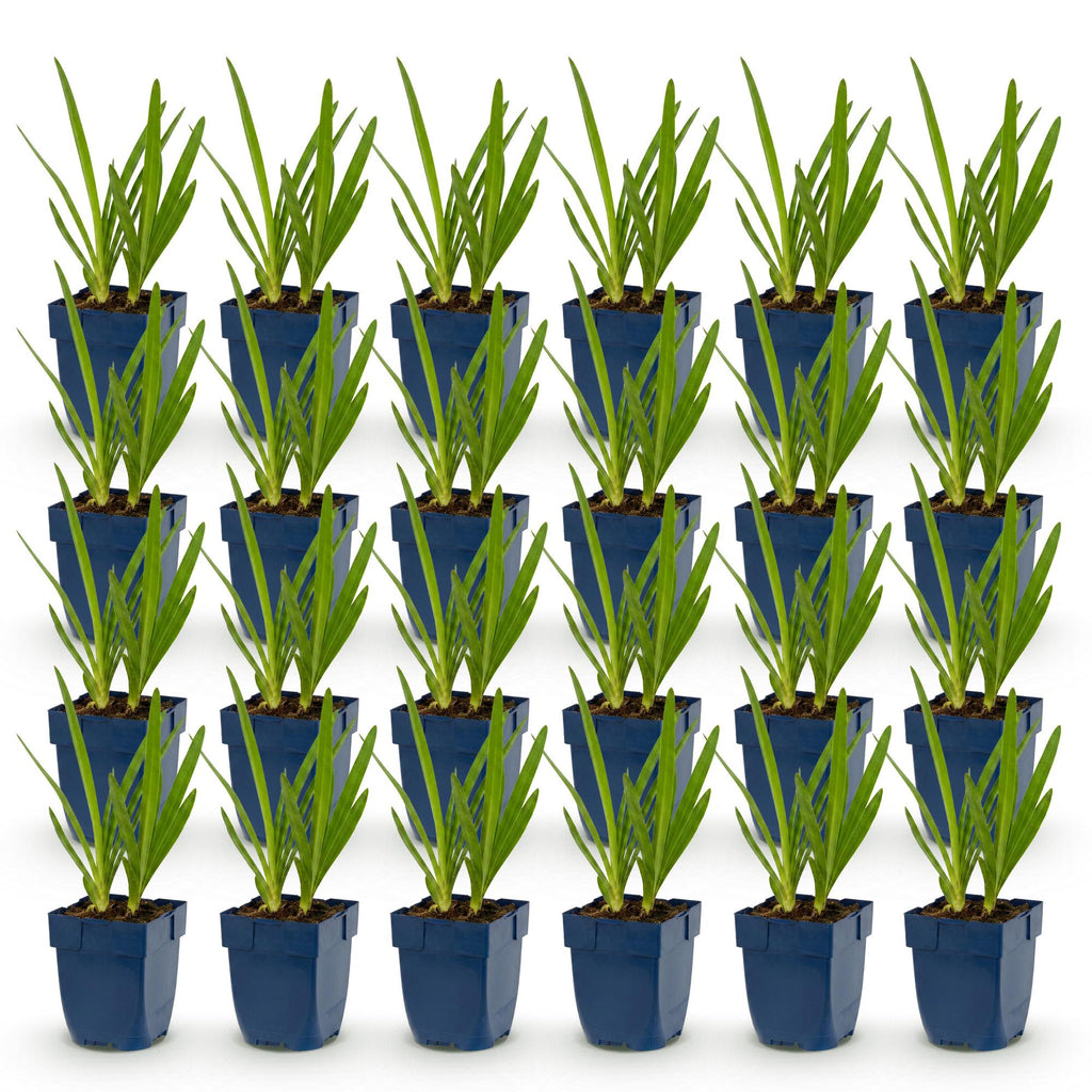 Agapanthus africanus (African lily) – blue – 24 plants, Ø11 cm, 15–25 cm high – photo 2