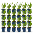 Agapanthus africanus (African lily) – blue – 24 plants, Ø11 cm, 15–25 cm high