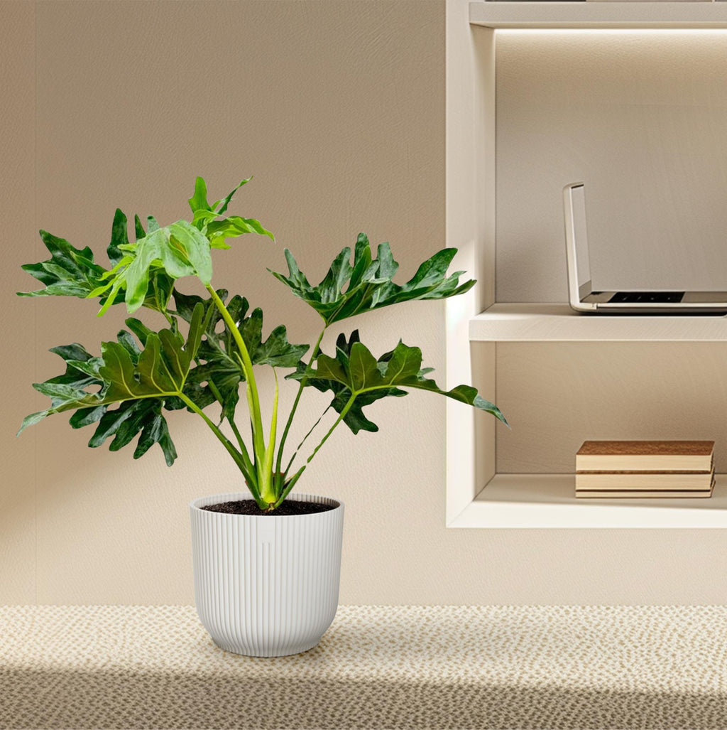 Philodendron selloum – Ø19 cm, 60 cm hög – bild 4