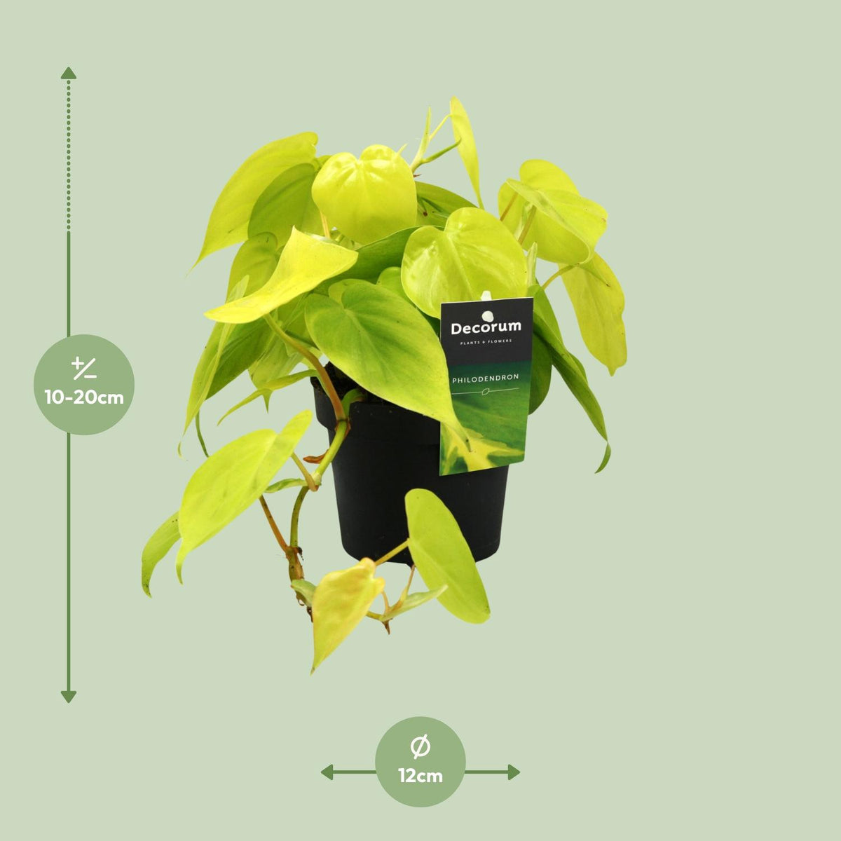 Philodendron Lime – Ø12 cm, 20 cm hoog