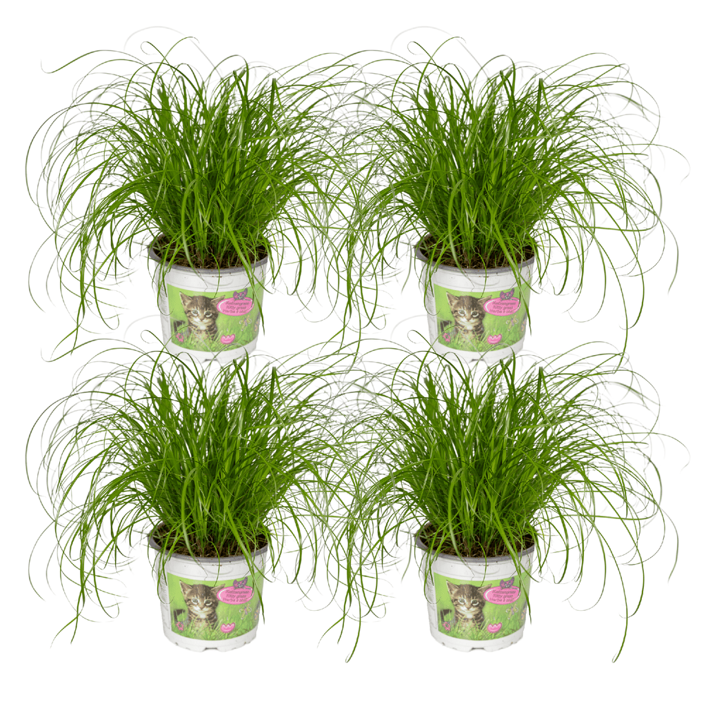 4× Cat Grass (Cyperus) – Ø12 cm, 20 cm high
