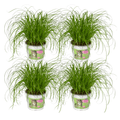 4× Cat Grass (Cyperus) – Ø12 cm, 20 cm high