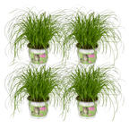 4× Cat Grass (Cyperus) – Ø12 cm, 20 cm high
