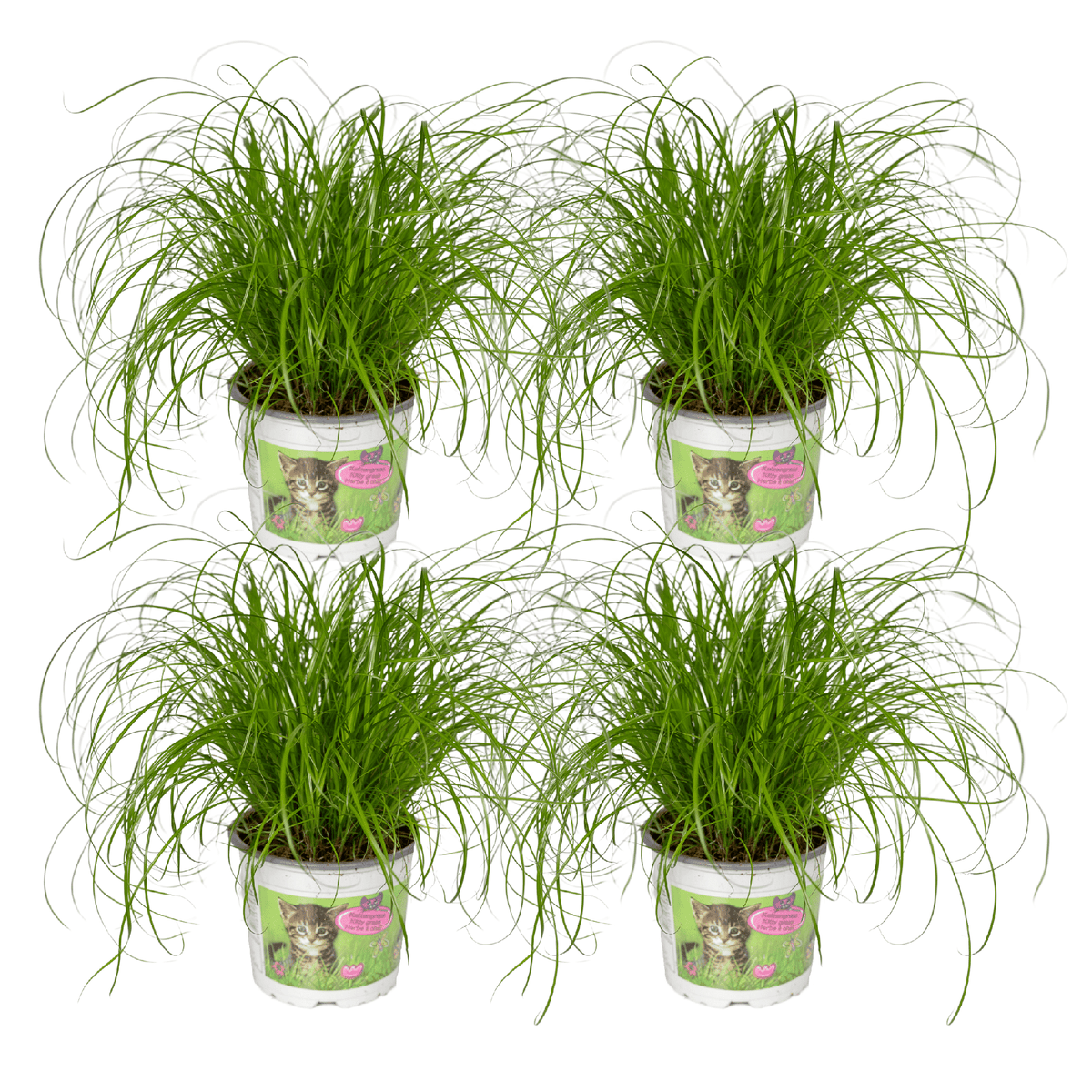 4× Herbe à chat (Cyperus) – Ø12 cm, 20 cm de haut