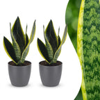 2× Sansevieria Future Superb (langue de belle-mère) en pot décoratif Potter gris – Ø12 cm, 35 cm de haut