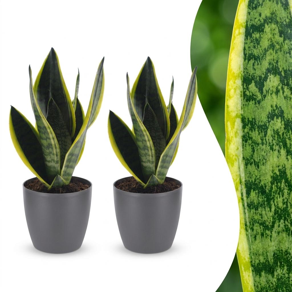 2× Sansevieria Future Superb (langue de belle-mère) en pot décoratif Potter gris – Ø12 cm, 35 cm de haut