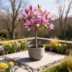 Magnolia 'Susan' on standard – Ø19 cm, 90 cm high