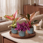 3× jeunes plants Paradise Mix incl. Linnea Misty Blue – Ø6 cm, 10–15 cm de haut