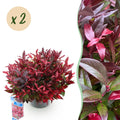 Leucothoe 'Zeblid' – rot – 2 Pflanzen, Ø17 cm, 45 cm hoch