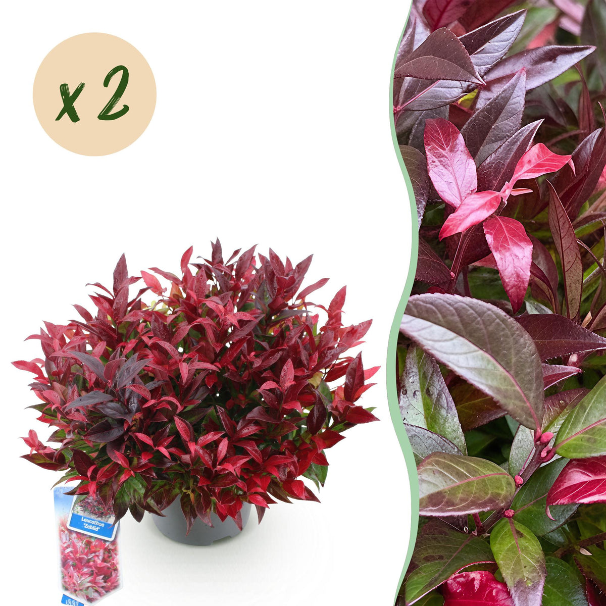 Leucothoe 'Zeblid' – rot – 2 Pflanzen, Ø17 cm, 45 cm hoch
