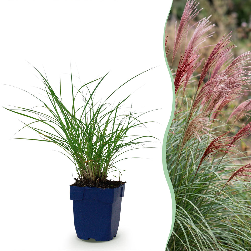 Miscanthus sinensis 'Red Chief' (miscanthus) – Ø11 cm, 15–25 cm de haut
