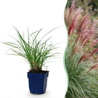 Miscanthus sinensis 'Red Chief' (miscanthus) – Ø11 cm, 15–25 cm de haut