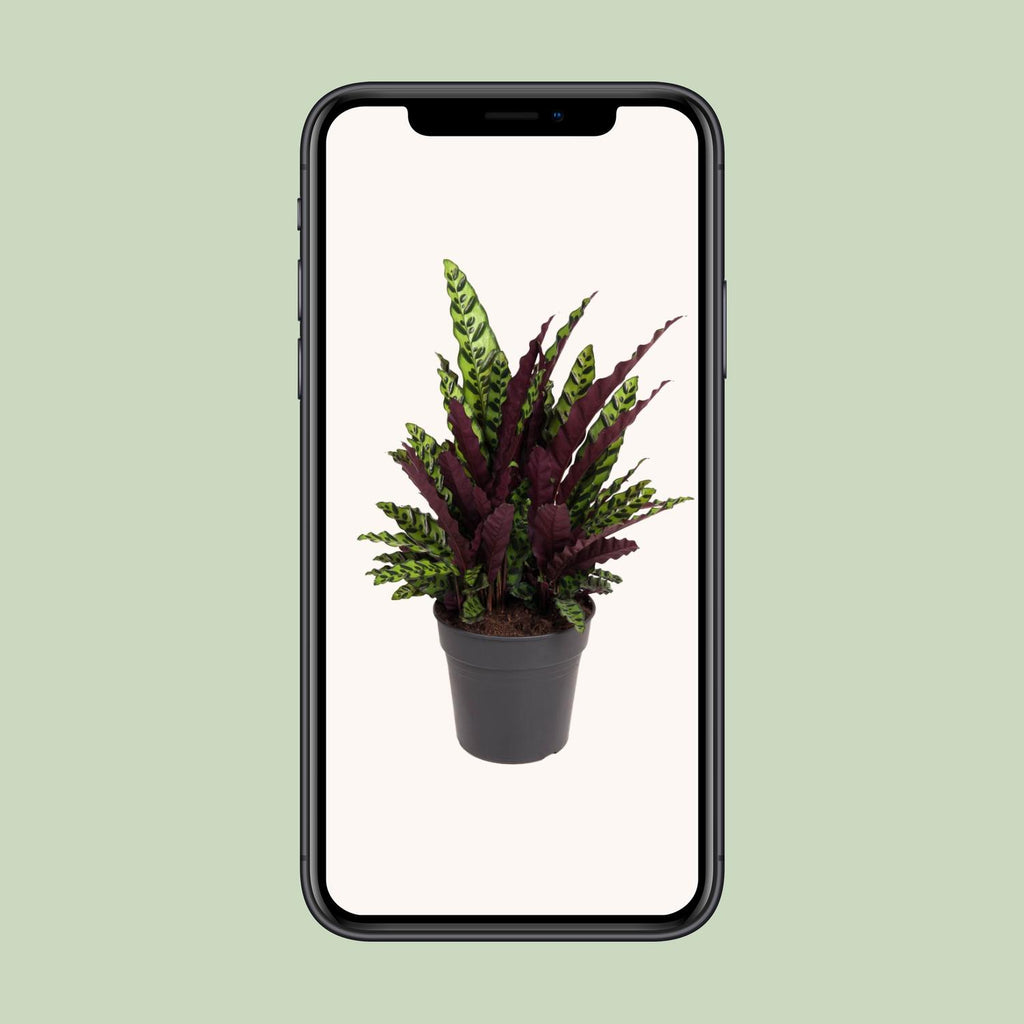 Calathea Lancifolia – Ø27 cm, 70 cm hoog