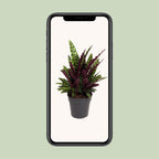 Calathea Lancifolia – Ø27 cm, 70 cm hoog