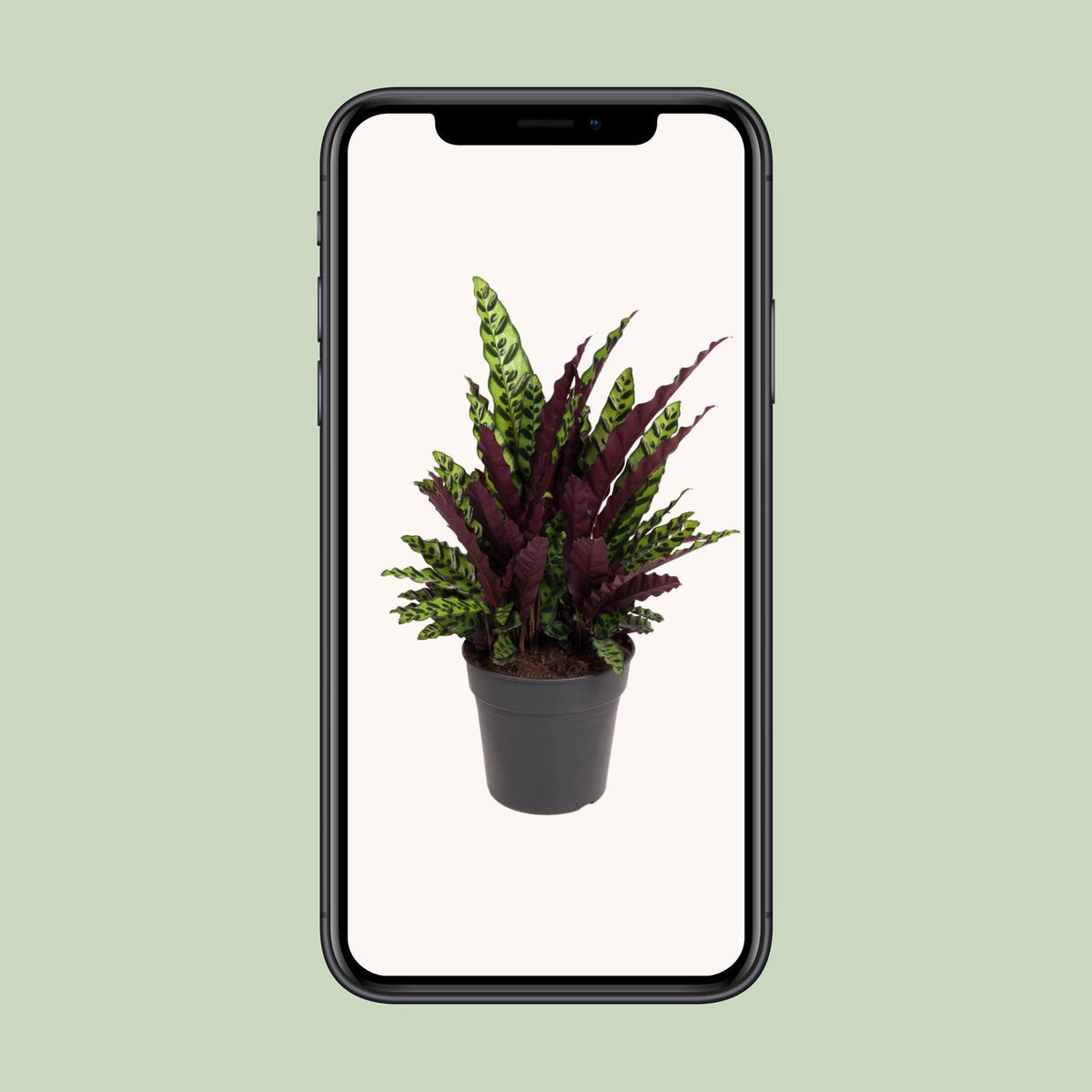 Calathea Lancifolia – Ø 27 cm, 70 cm hoch