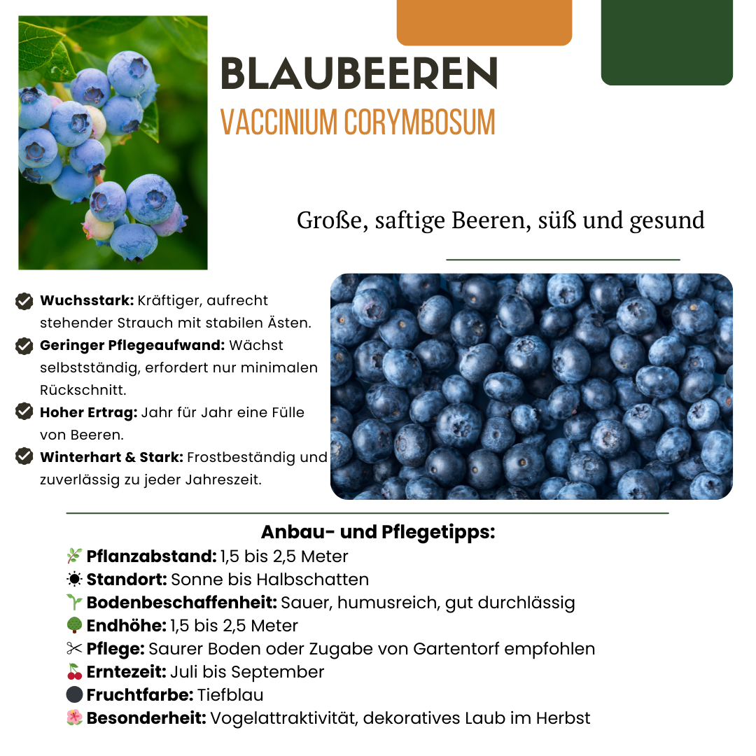 Organic bunchberry (Vaccinium corymbosum) – 6 plants, Ø13 cm, 20 cm high – photo 7