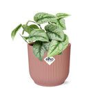Scindapsus pictus ‘Trebie’ in ELHO Vibes Fold 14cm pink – 20 cm high