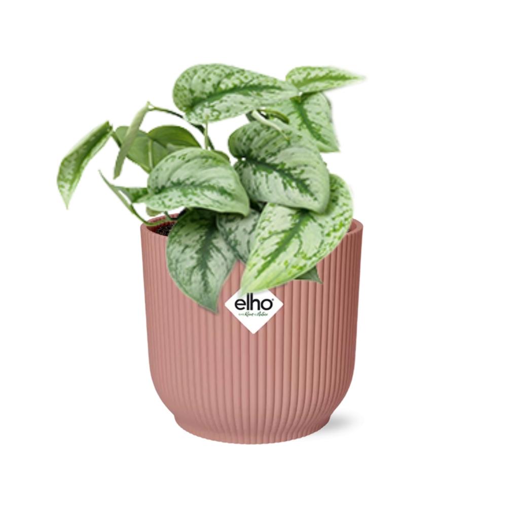 Scindapsus pictus ‘Trebie’ in ELHO Vibes Fold 14cm roze – 20 cm hoog – foto 2