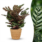 Calathea makoyana mit Korb – Ø 19 cm, 70 cm hoch