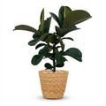 Ficus elastica Cloe (plante caoutchouc) avec panier – Ø19 cm, 65 cm de haut