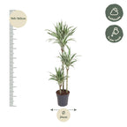 Dracaena White Stripe (drakenboom) – Ø24 cm, 150 cm hoog